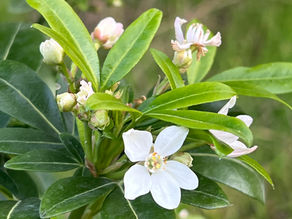 Blooming cluster of Pittosporum tobira flowers with pale petals and yellow-green centers amid bright foliage.