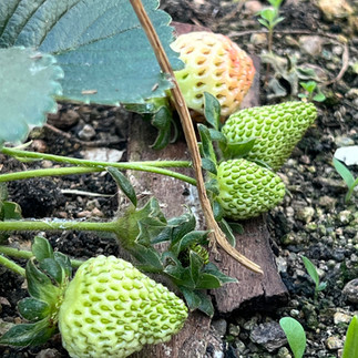 Unripe green and pale strawberry fruits developing on low plants over soil and mulch.