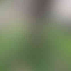 Mature clump of Bearded Iris plants growing densely around the base of a large olive tree in a grassy area.