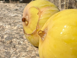 Close-up of two soft yellow Honey Drop figs on stone, showing cracked skin and beads of amber sap or juice at the openings.