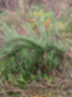 Creeping rosemary bush growing in dry, well-drained soil in a Mediterranean garden in Portugal