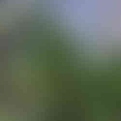 Several Crassula tetragona plants growing in moist soil at the base of a translucent wall, surrounded by grasses and other vegetation.