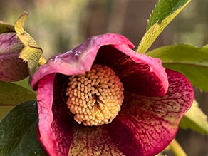 Interior of a Helleborus × hybridus ‘Dusky Pink’ bloom showing detailed veining on the petals and reproductive structures.