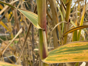Detailed view of a Giant Reed stalk showing purple-tinged nodes and fading leaf blades.