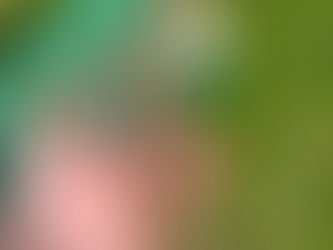 Bundle of Elaeagnus × ebbingei cuttings held in hand with pruning tools visible in a garden container.