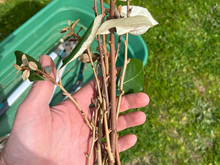 Bundle of Elaeagnus × ebbingei cuttings held in hand with pruning tools visible in a garden container.