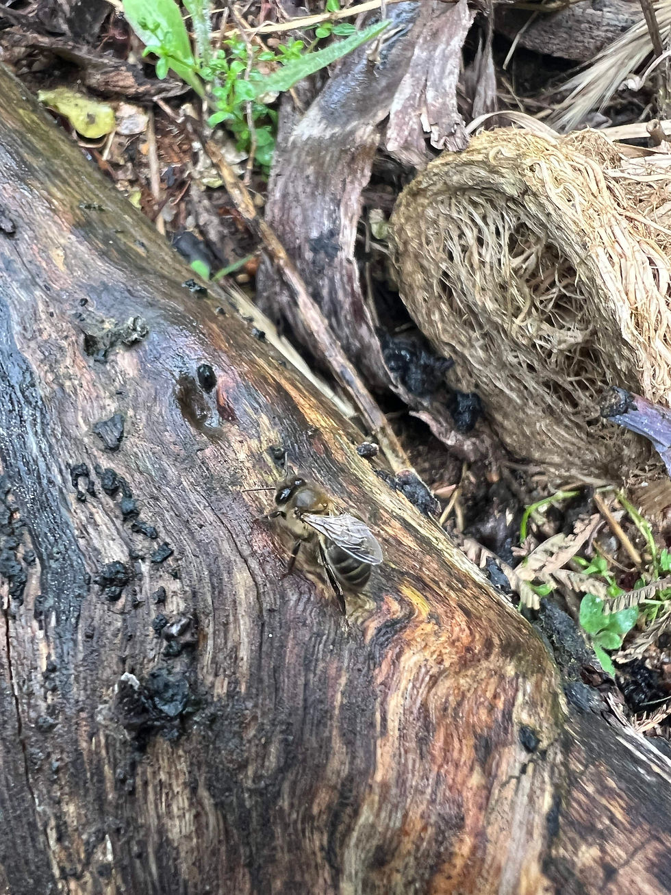 Honeybee on weathered wood near charred bark pieces and dried plant fibers, with green seedlings in the background.