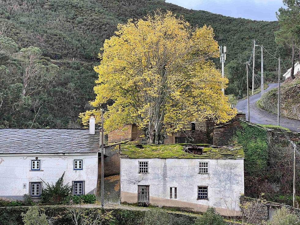 A large tree with vibrant yellow autumn foliage stands behind old white stone buildings with mossy roofs, set against a forested hillside.