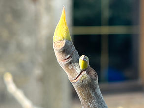 Fig cutting with a newly forming bud at the tip, captured against a blurred background with a window.