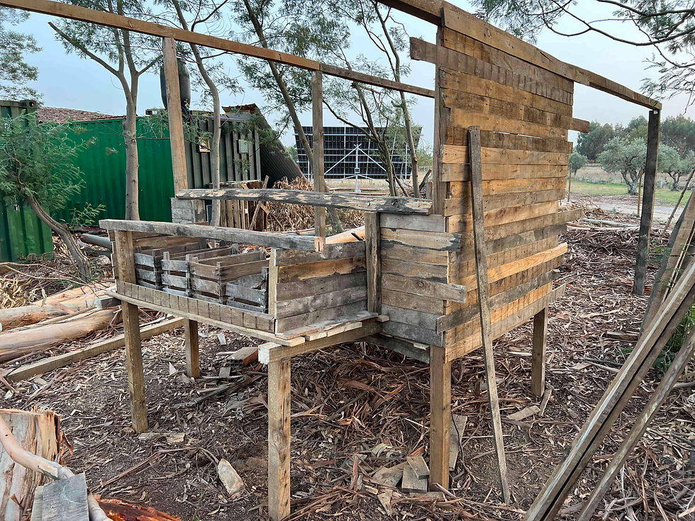 Elevated chicken coop under construction with salvaged wood, designed for off-grid chicken keeping in hot climates.