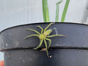 Micrommata ligurina resting on pot rim with surrounding foliage visible behind.