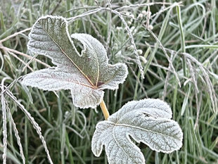 Frost coats the lobed leaves of a young Honey Drop fig, Ficus carica ‘Pingo de Mel’, among frosted grass.
