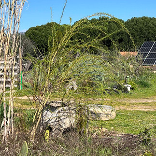 Young Salix babylonica with curved, arching branches growing in a garden landscape with solar panels and trees behind.