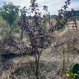 Dark red–leafed ornamental Prunus cerasifera ‘Nigra’ tree centered in a dry, grassy bed with other young trees around.