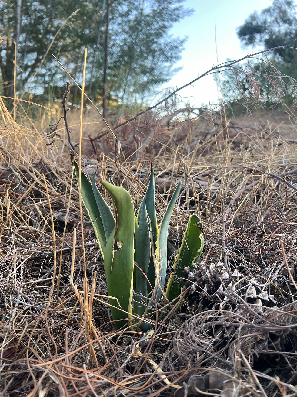 Small agave plant growing among pine needles in a Mediterranean dry garden.