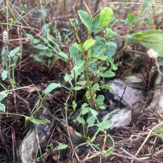 A heavily mulched young carob plant with green leaves growing among dry grass and twigs, surrounded by natural debris in a field.