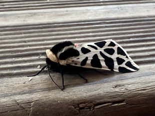 The moth holds its wings roof-like on ridged wood, showing a black body and a pale hairy collar.