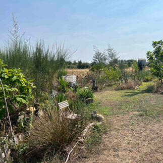 Two slender catalpa trees with bright green heart-shaped leaves framing a narrow lawn walkway, set against a backdrop of dry meadow grasses and fruit trees.