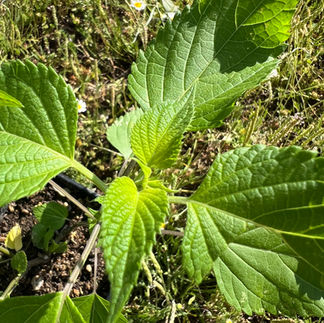 Close-up of Salvia Amistad leaves showing serrated edges, textured veins, and bright green new growth.