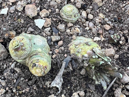 Exposed Armoracia rusticana root sections placed on coarse garden ground.