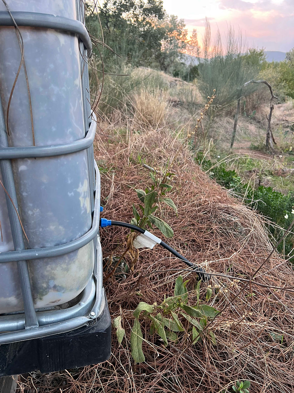 Side of an IBC water tank with a drip line attached; a small plant grows at the base on a pine-needle mulch with sunset in the distance.