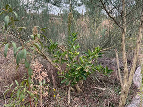 Small Citrus aurantifolia centered in a brushy bed, surrounded by wispy green stems and brown grasses.