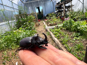 Rhinoceros beetle on a human hand inside a greenhouse, surrounded by leafy vegetable beds and vertical plant supports.
