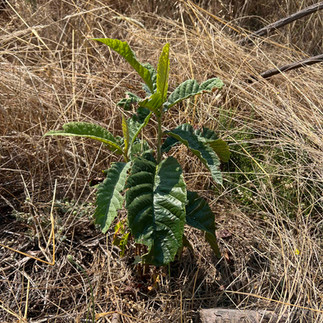 Small loquat seedling with textured, dark green foliage emerging from straw-colored ground under bright sunlight.