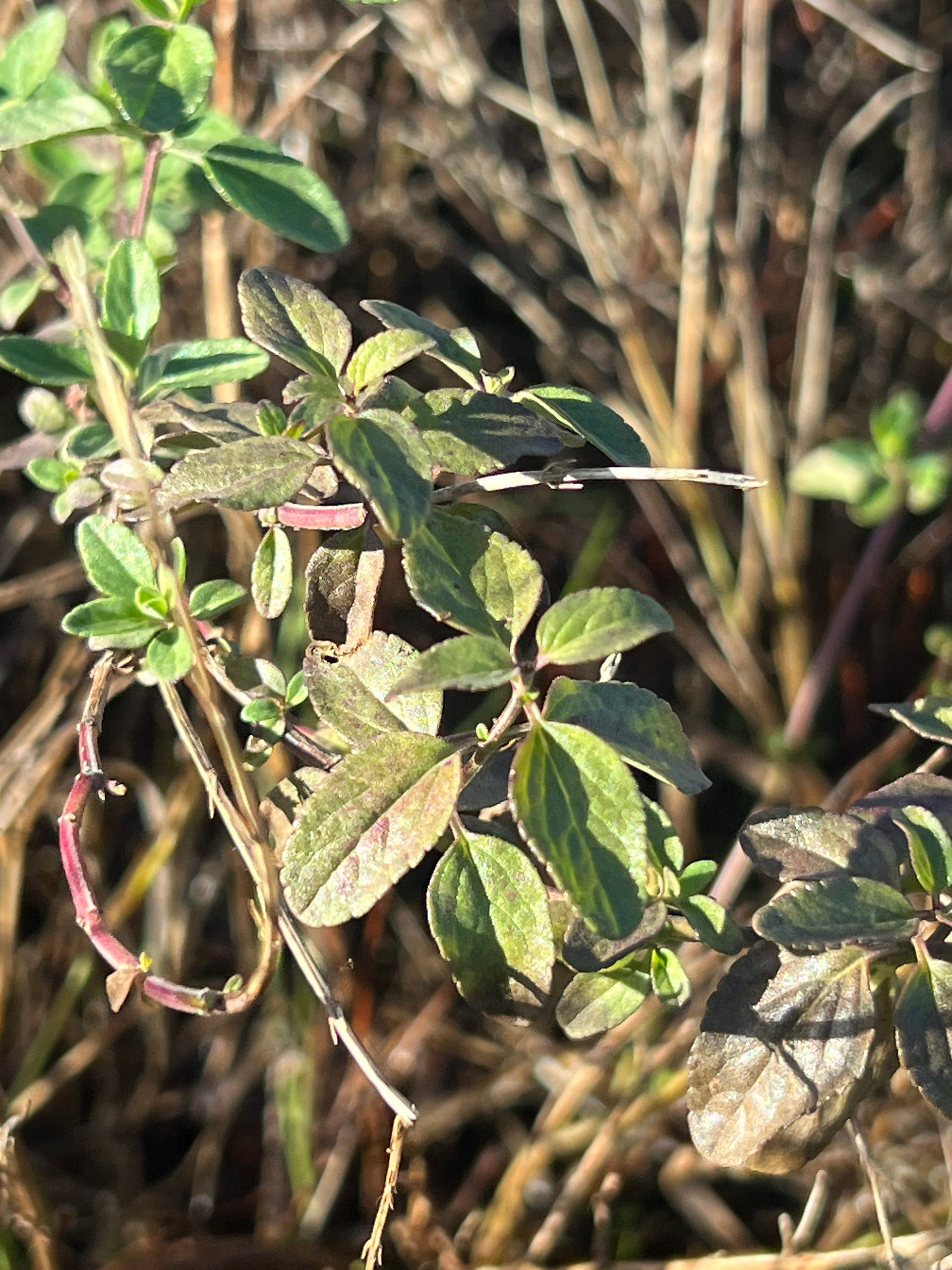 Close-up of Salvia greggii ‘Royal Bumble’ leaves showing a mix of green and purple hues on red stems in natural sunlight.