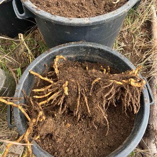 Exposed Zingiber mioga rhizome spread across soil inside a large black container.