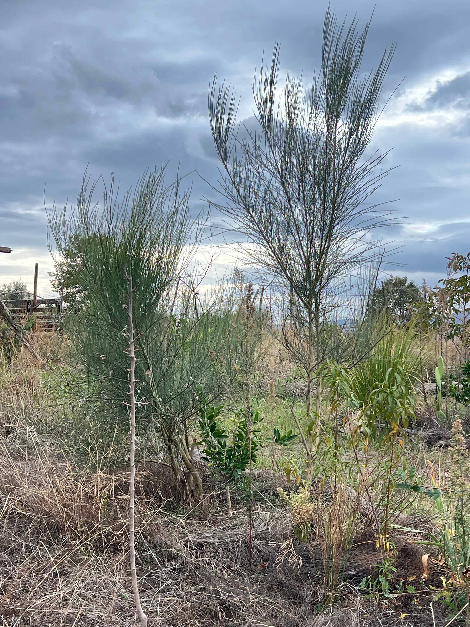 Citrus aurantifolia sapling beneath tall, feathery shrubs in a dry, weedy bed; overcast clouds overhead.