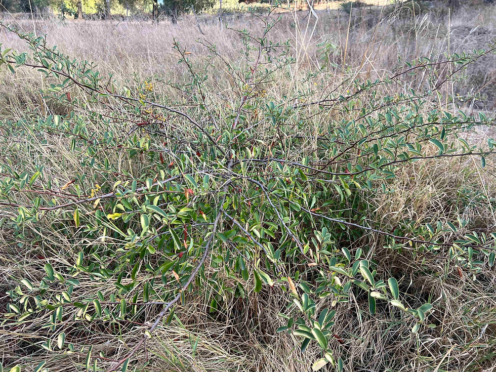 A spreading orange firethorn shrub grows low through dry grass in an open field.
