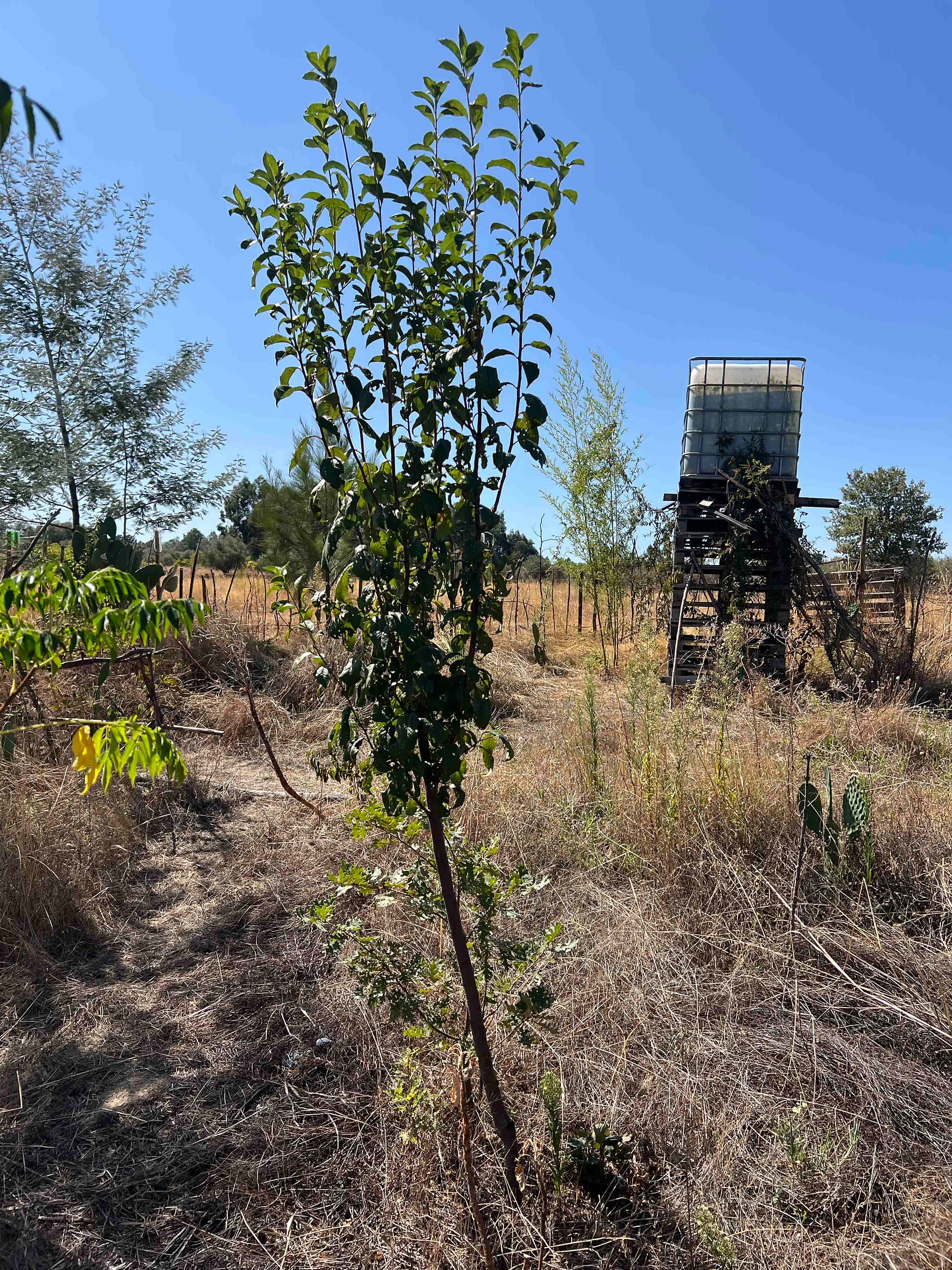 Tall, slender Japanese plum tree in a dry meadow, with an elevated IBC water tank on pallets in the background.