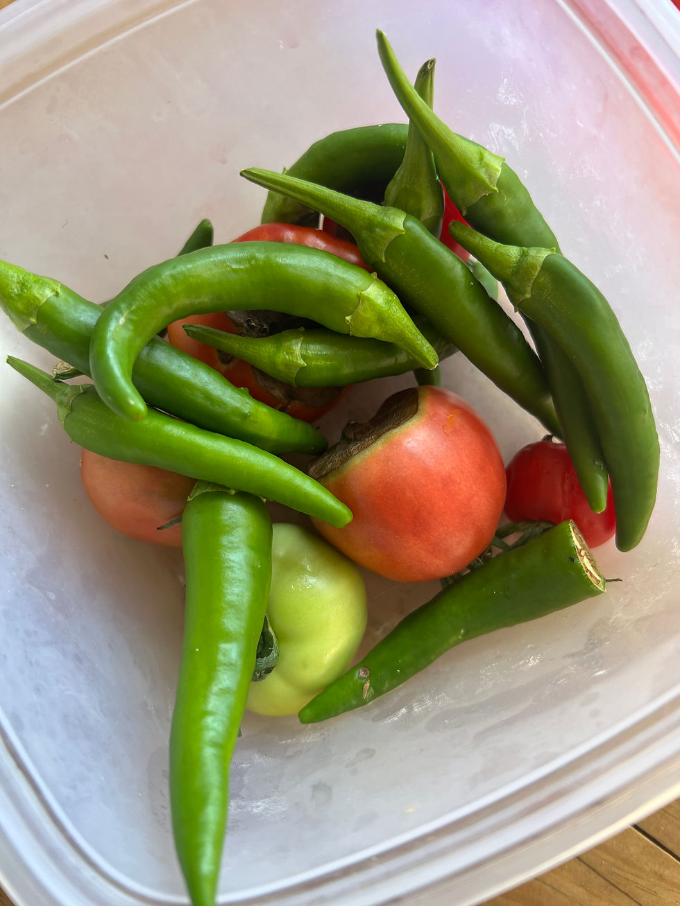 Transparent plastic container with a small harvest of green chili peppers and ripening tomatoes.