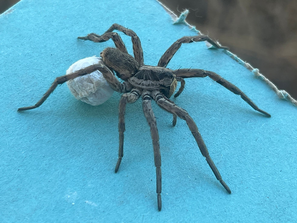 Lycosidae spider on drywall, long banded legs outstretched and an egg sac at its side.
