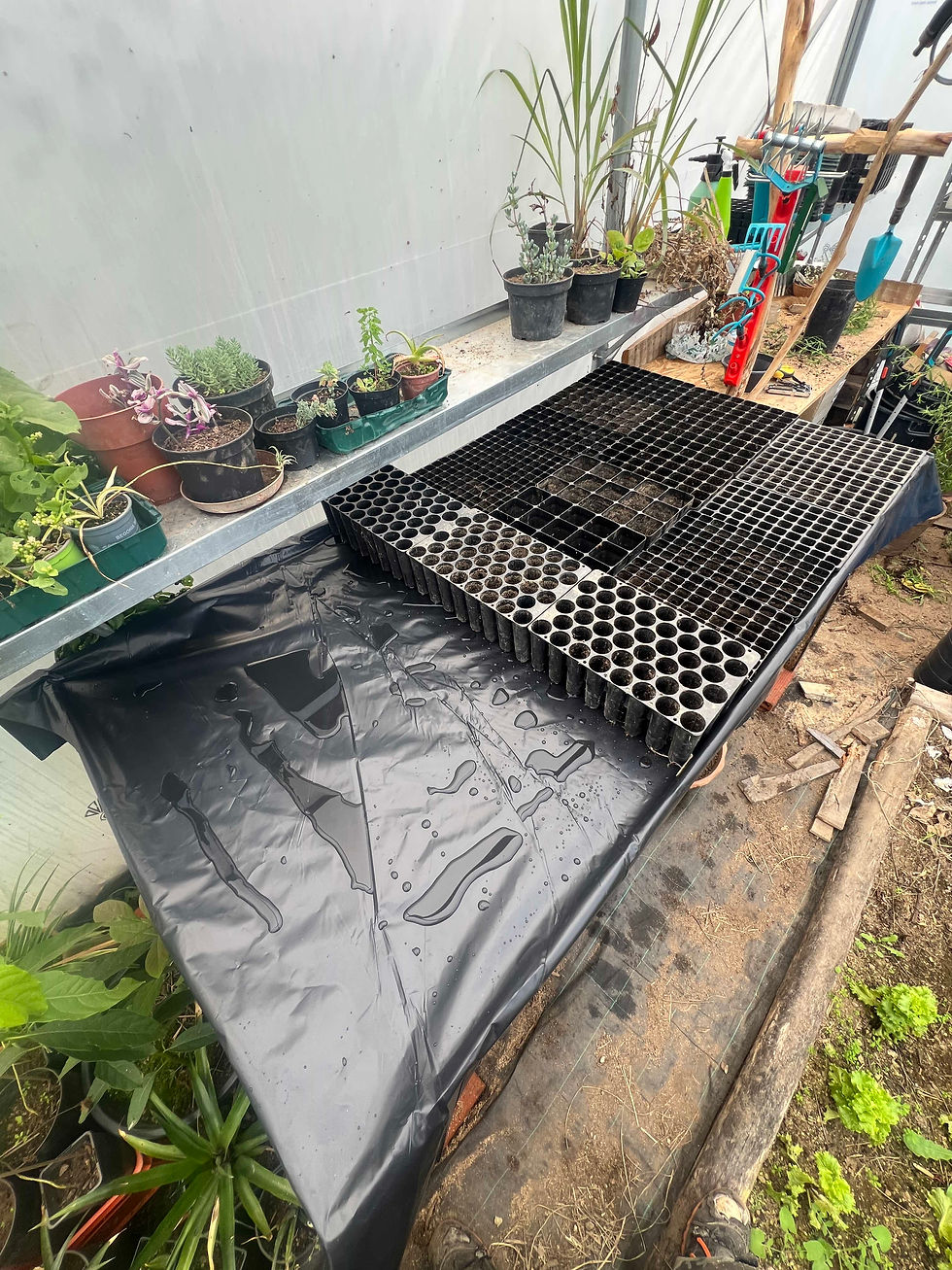 A greenhouse workbench with black plastic seedling trays, wet plastic sheeting, and potted plants arranged on a shelf in the background.