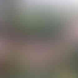 Wider view of a homestead bed edged with logs and sticks, showing herbs, vines, and a purple-flowering Paraguay nightshade as the focal point.