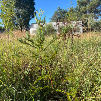 Close-up of a small Sequoia sempervirens seedling rising from grassy undergrowth, with a blurred white greenhouse and tall trees visible uphill in the background.