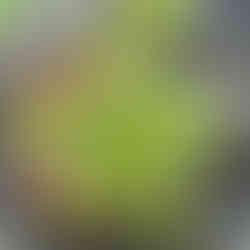 Top view of Salvia microphylla ‘Hot Lips’ in a pot, showing dense green leaves and branching stems.