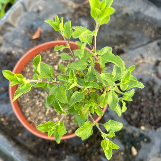 Top view of Salvia microphylla ‘Hot Lips’ in a pot, showing dense green leaves and branching stems.