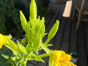 Bright yellow bloom and multiple unopened buds of a Evening Primrose on a green stem, shot on a porch where chairs and plant pots are softly visible behind.