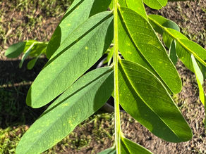 Close-up of a Yellow Jacaranda (Tipuana tipu) compound leaf showing many oval leaflets arranged along a central stem, sunlit with fine venation visible.
