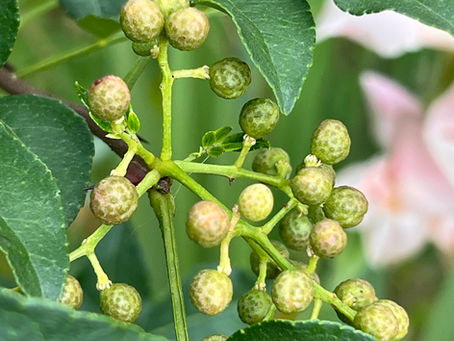 Bunch of young, smooth-skinned green Sichuan peppercorns emerging from vibrant green twigs, against a backdrop of dark green, serrated leaflets.