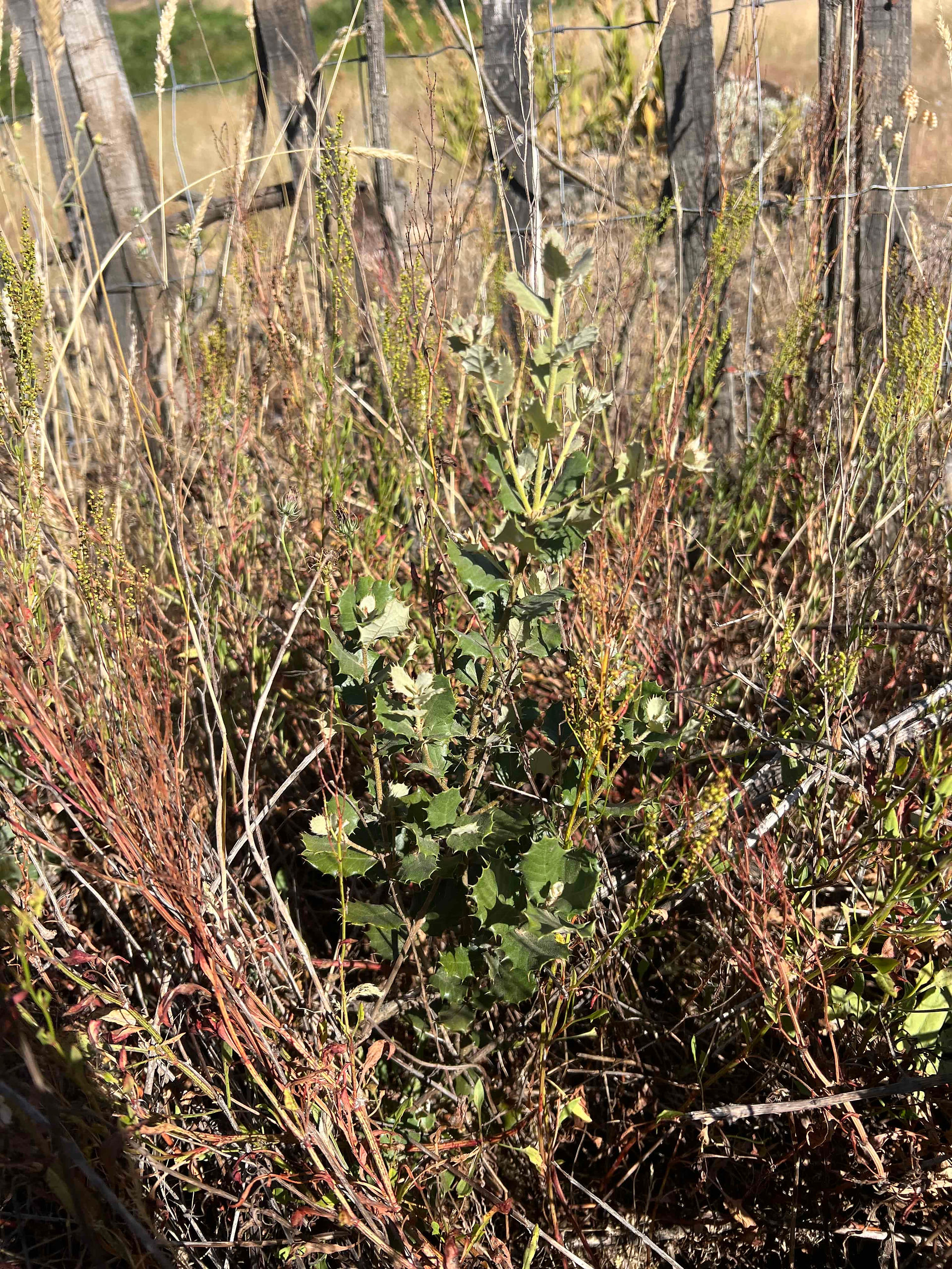 Iberian Holm Oak sapling with spiny-edged leaves growing among reddish weeds beside a weathered wooden fence.
