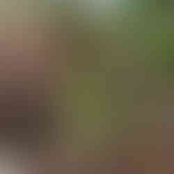 Narrow-leafed Phillyrea angustifolia shrub rising through tangled brown stems beside a taller plant with broad leaves.