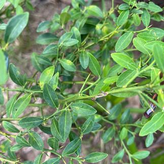 Finger lime sapling with sparse foliage and thorny branches, planted in dry, grassy soil with nearby tropical plants and a blue wall in the background.
