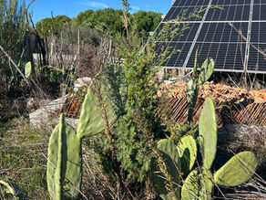 Creeping juniper planted in a dry, sunny garden, flanked by large paddle-shaped cactus and solar panels.