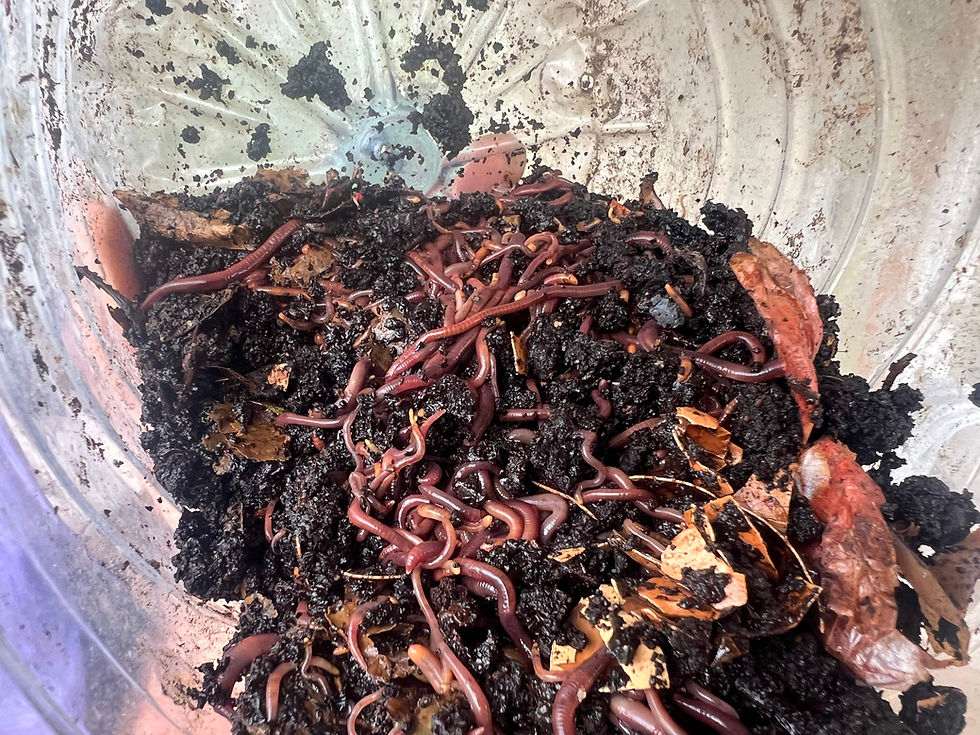 Mass of red composting worms in moist, dark vermicompost with bits of leaves and food scraps.
