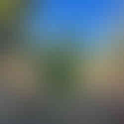 Dense clump of tall, narrow vetiver grass blades growing from a mound in a dry garden, with trees and a clear blue sky behind.