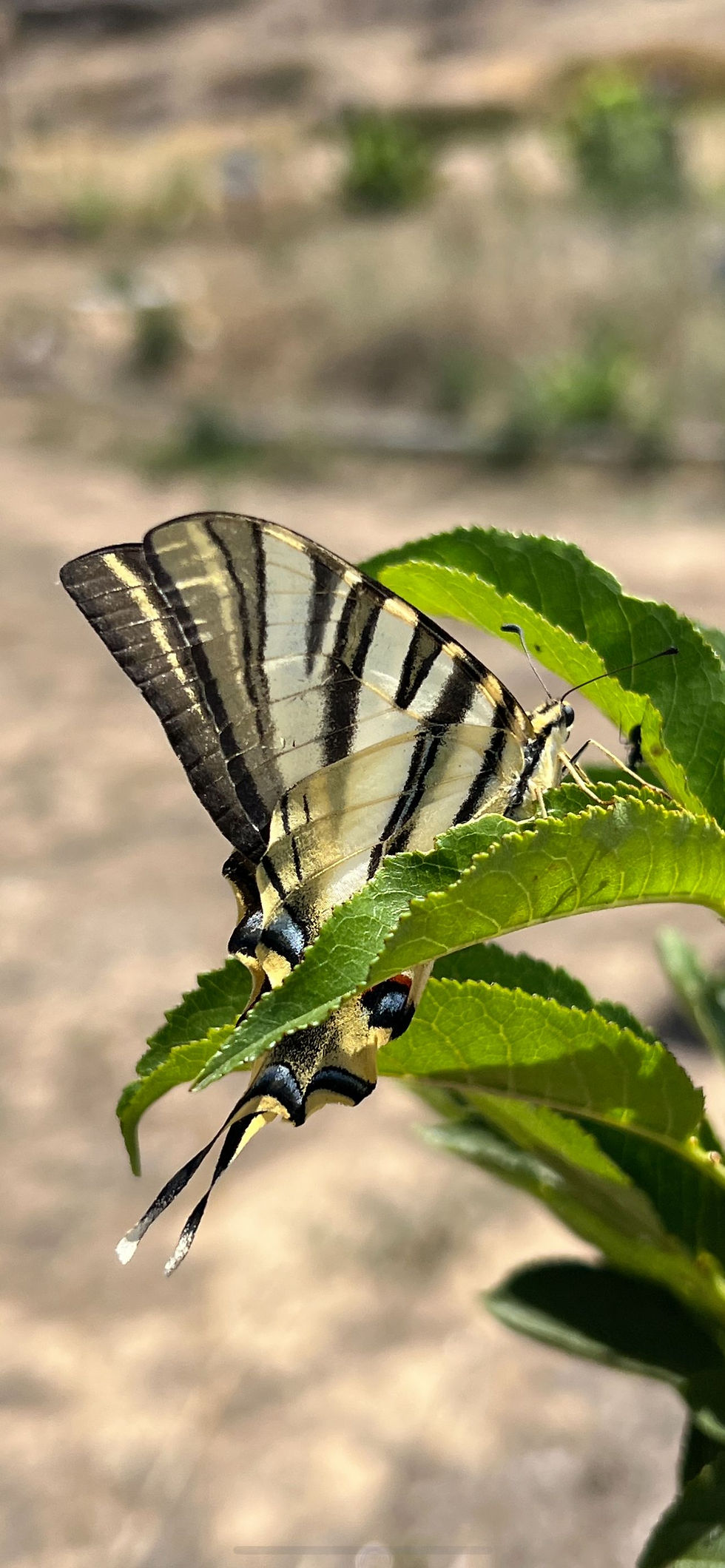 An Iberian Scarce Swallowtail (Iphiclides feisthamelii) butterfly, with bold black stripes and tapering tails, clings to green leaves under bright sunlight.